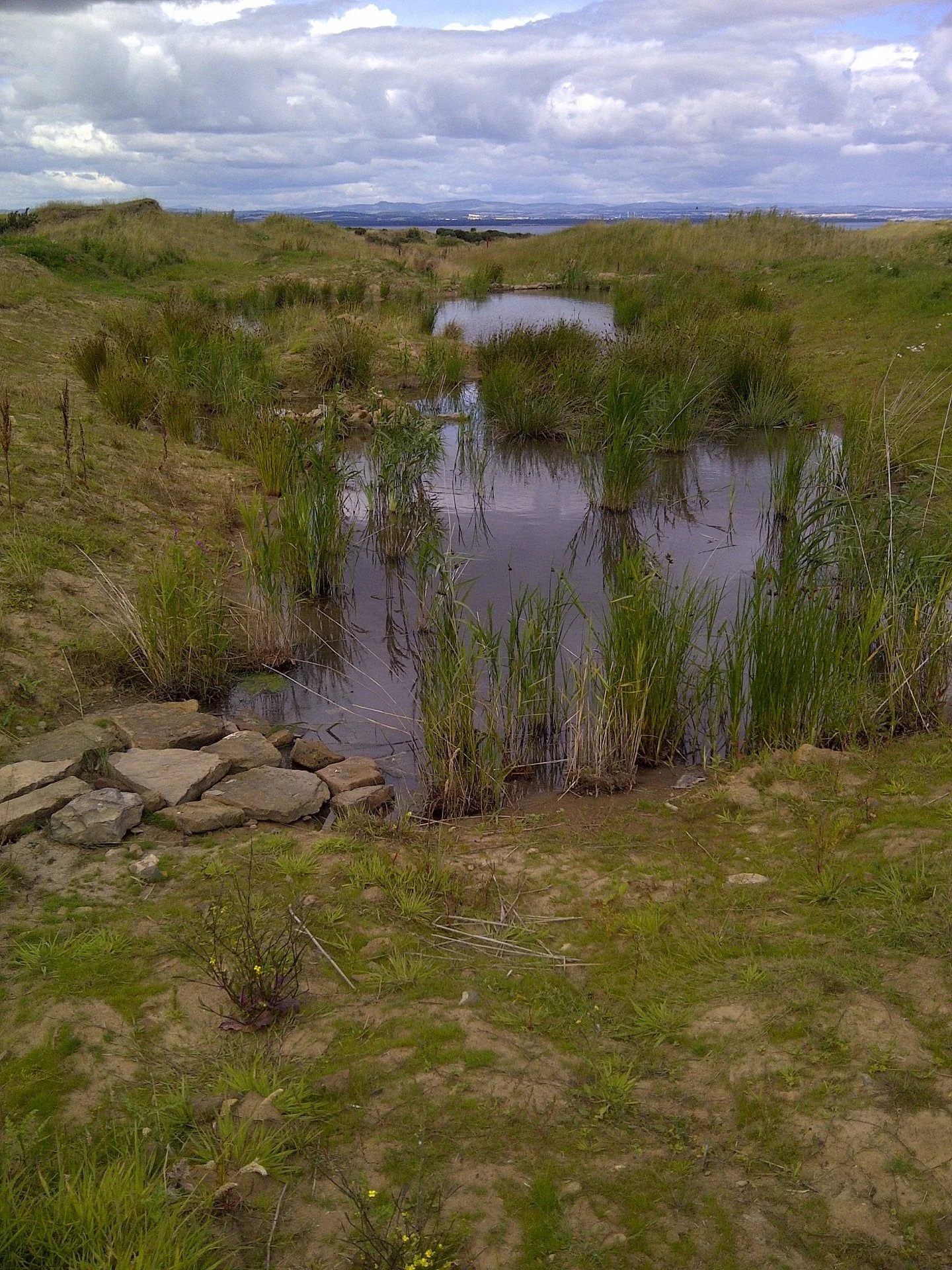 New-wetland-@14th-cycletrack.jpg