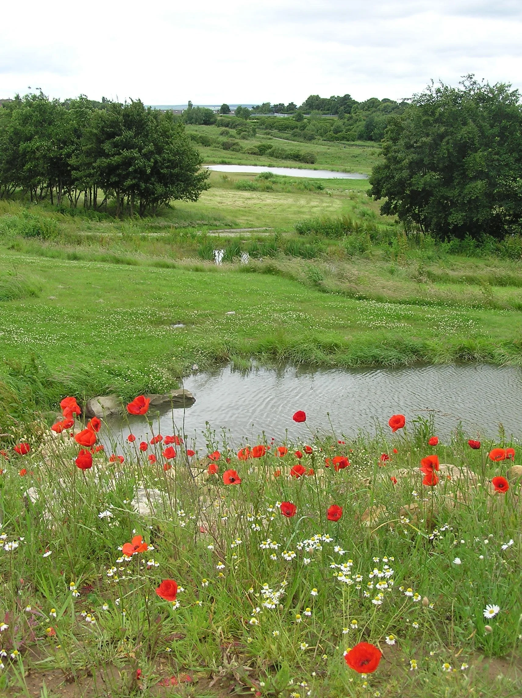 Flood-3-basins---poppies-in-front.jpg