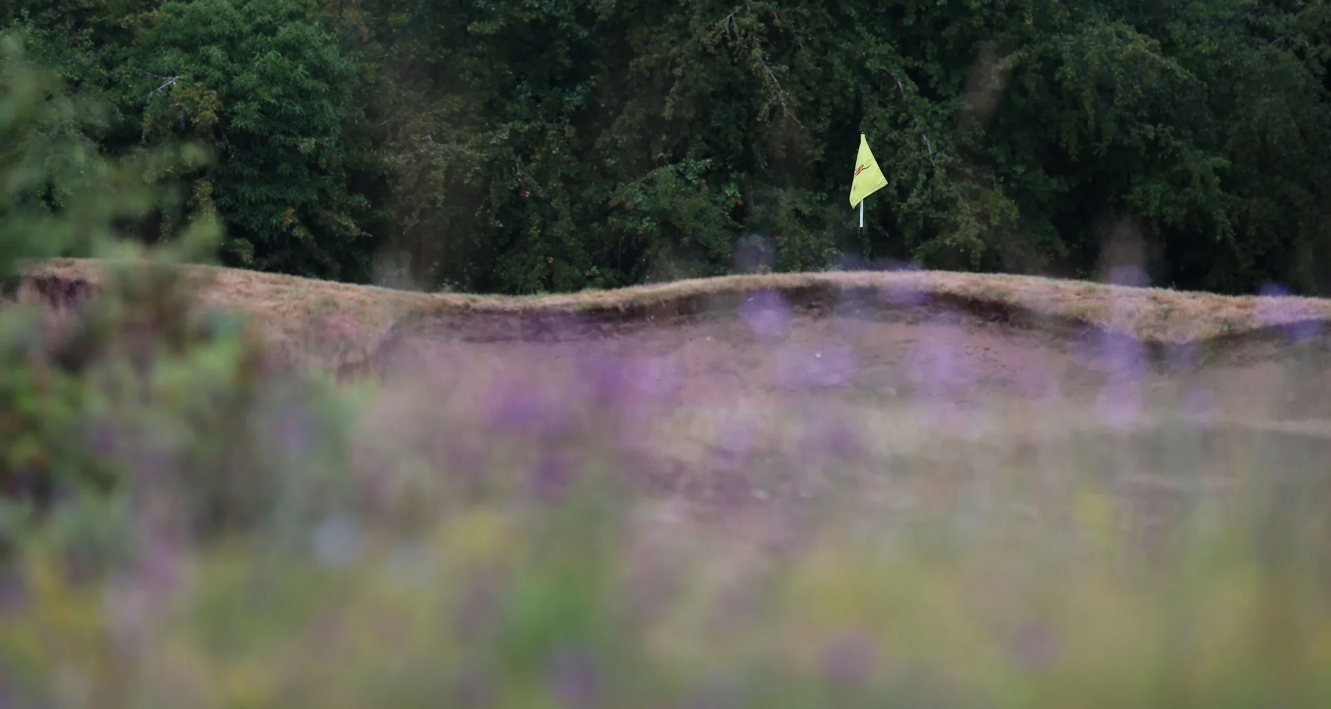 A golf flag is visible in the background with purple heather and shrubbery in the foreground.
